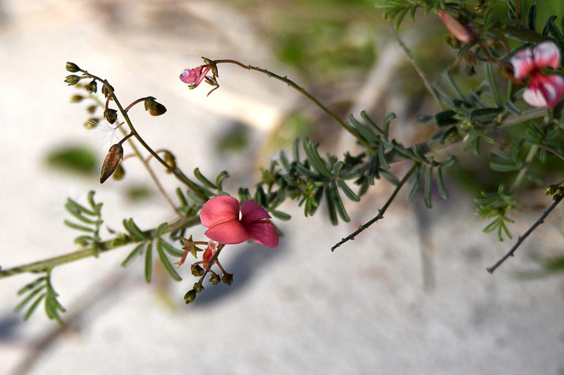 Indigofera punctata photo 5