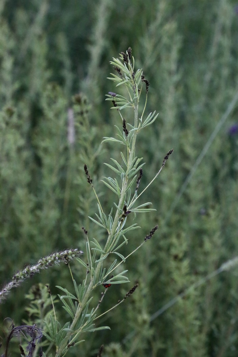 Indigofera punctata photo 6