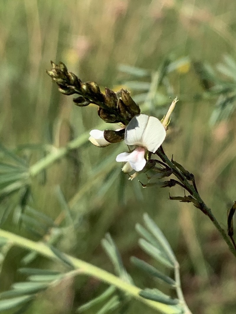 Indigofera punctata photo 7