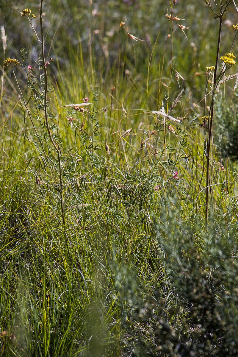 Indigofera punctata photo 8