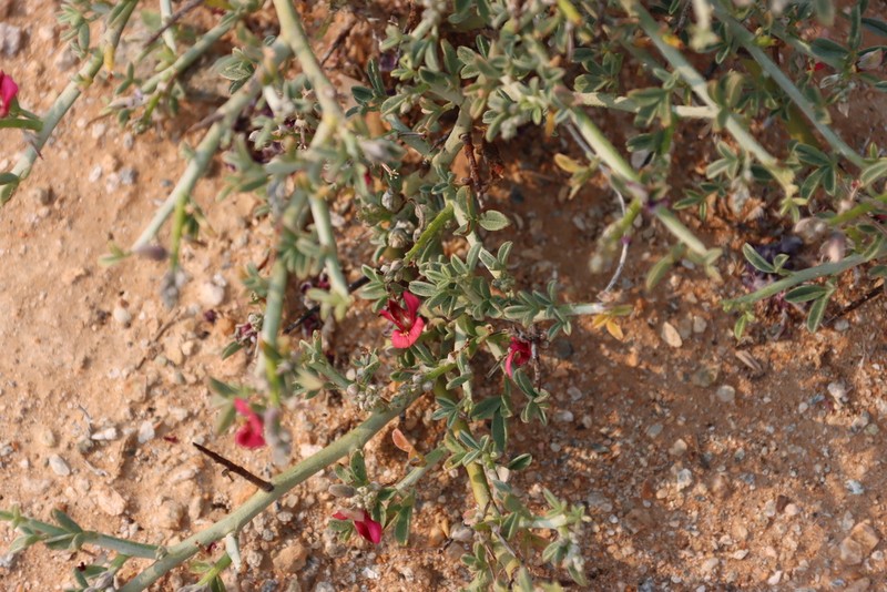 Indigofera pungens