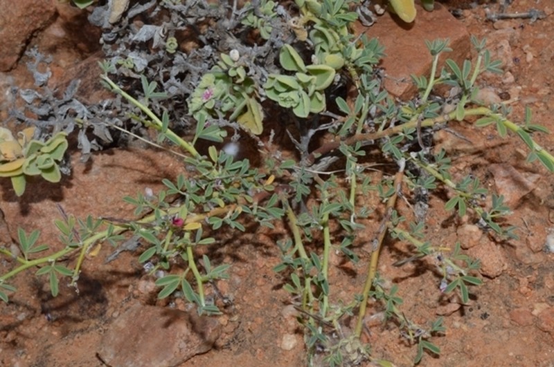 Indigofera pungens photo 2