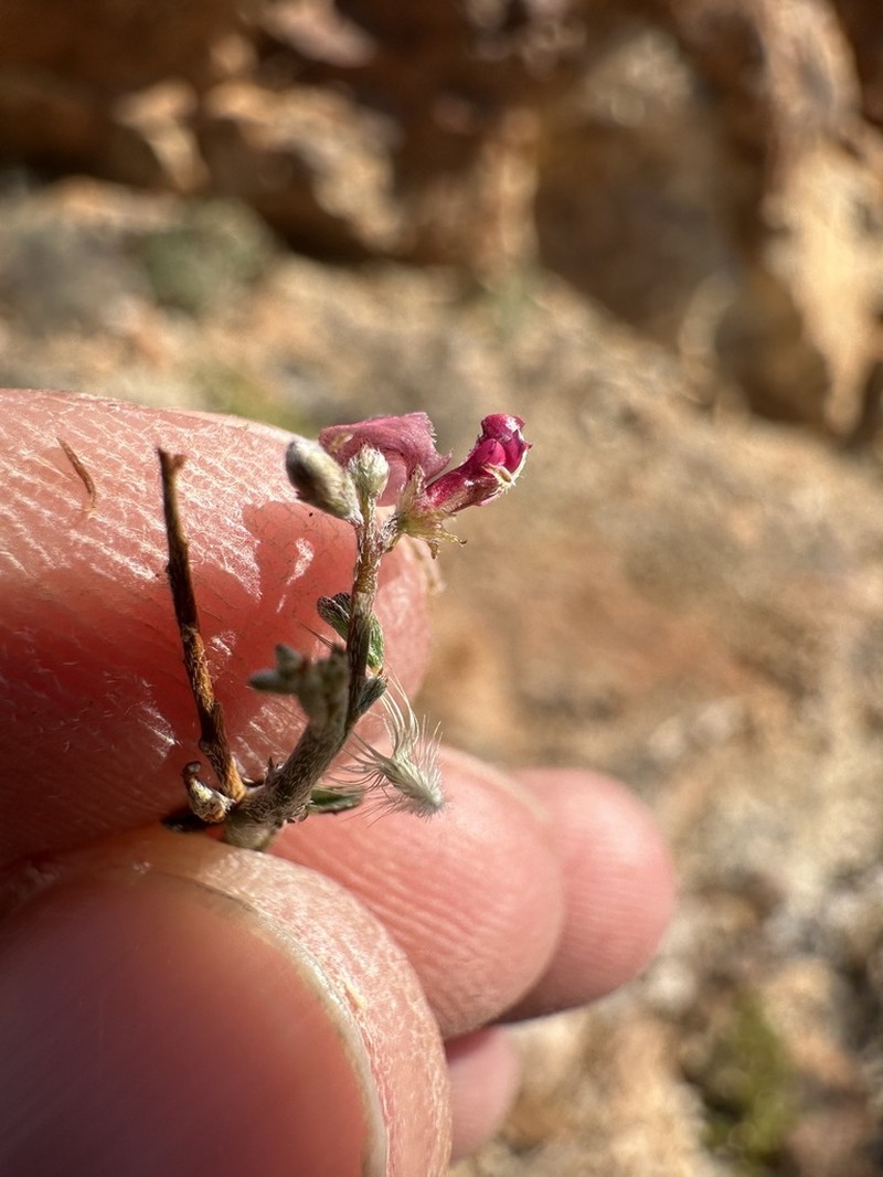 Indigofera pungens photo 3