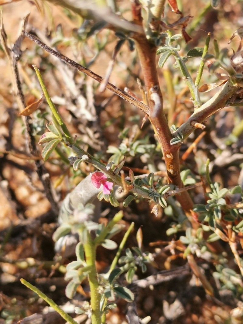 Indigofera pungens photo 4
