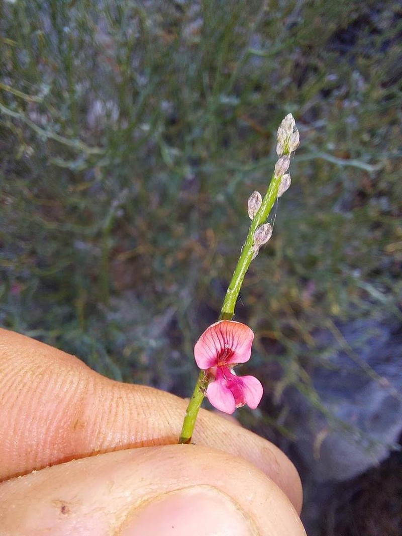 Indigofera pungens photo 5