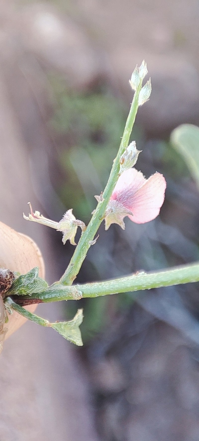 Indigofera pungens photo 6