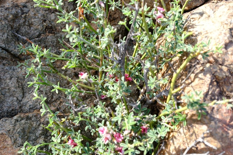 Indigofera pungens photo 7