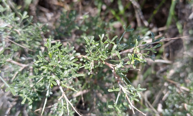 Indigofera pungens photo 8
