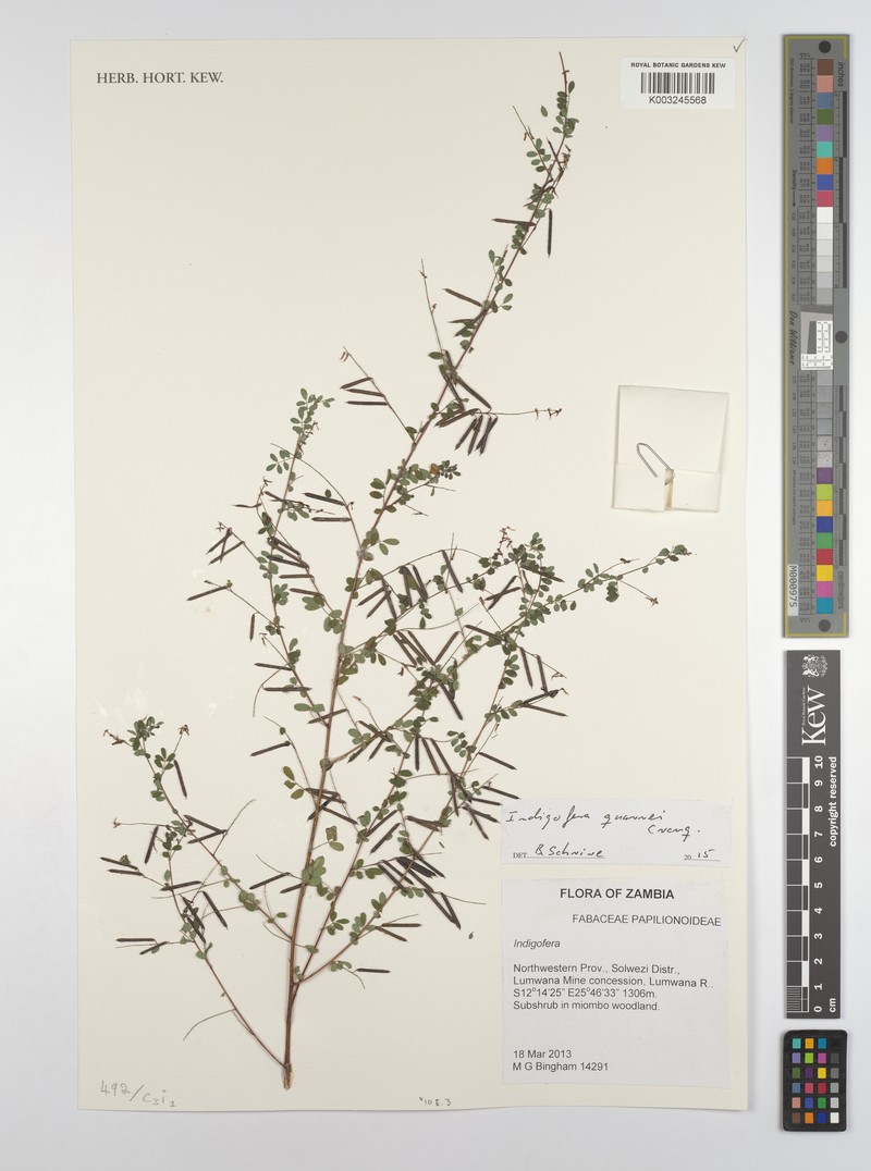 Indigofera quarrei