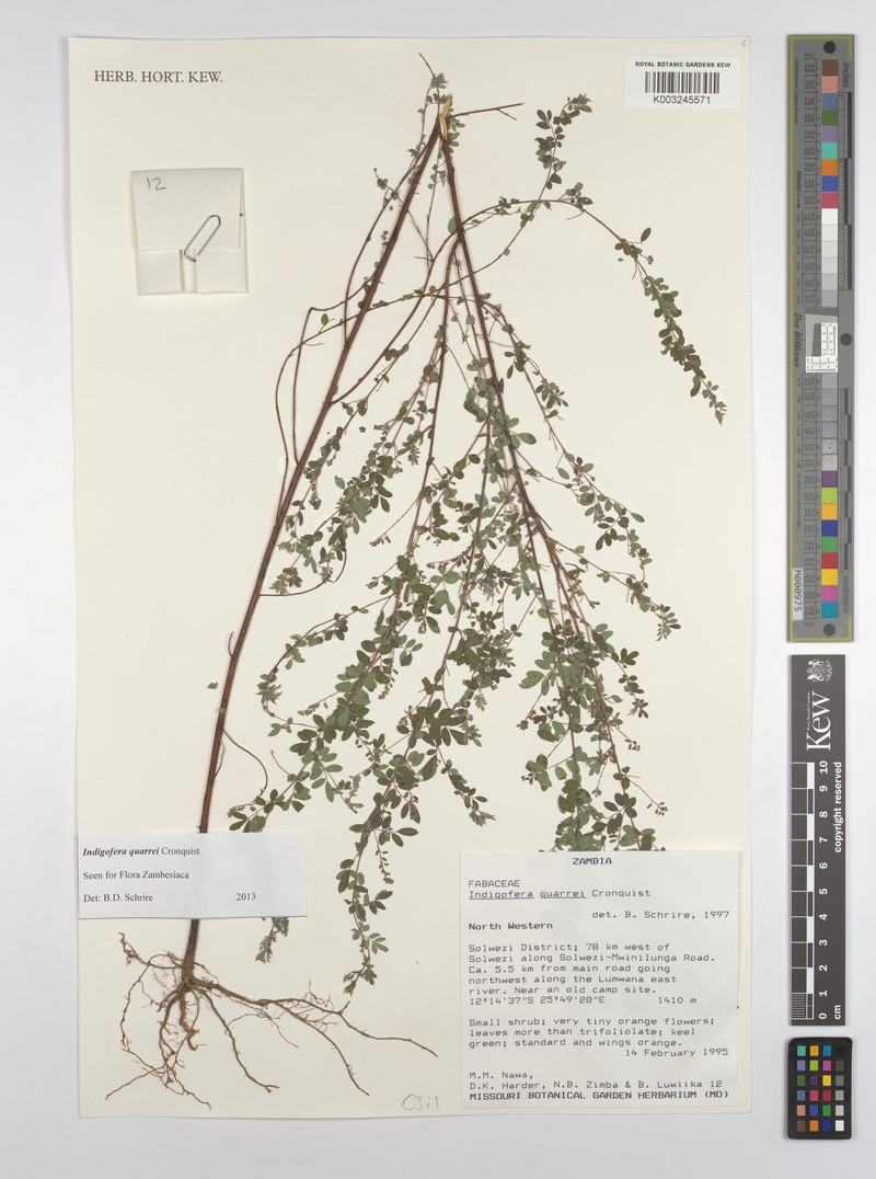 Indigofera quarrei photo 2