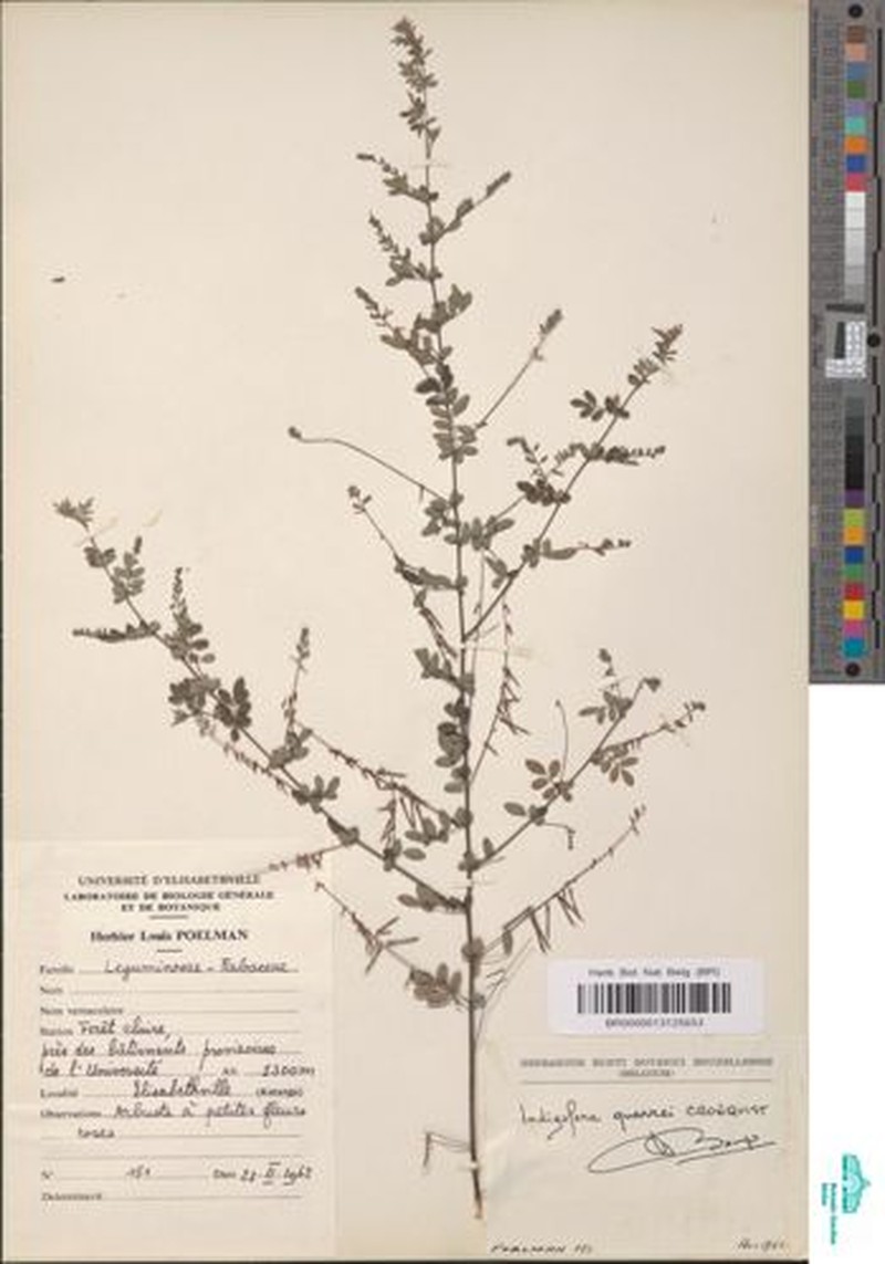 Indigofera quarrei photo 3