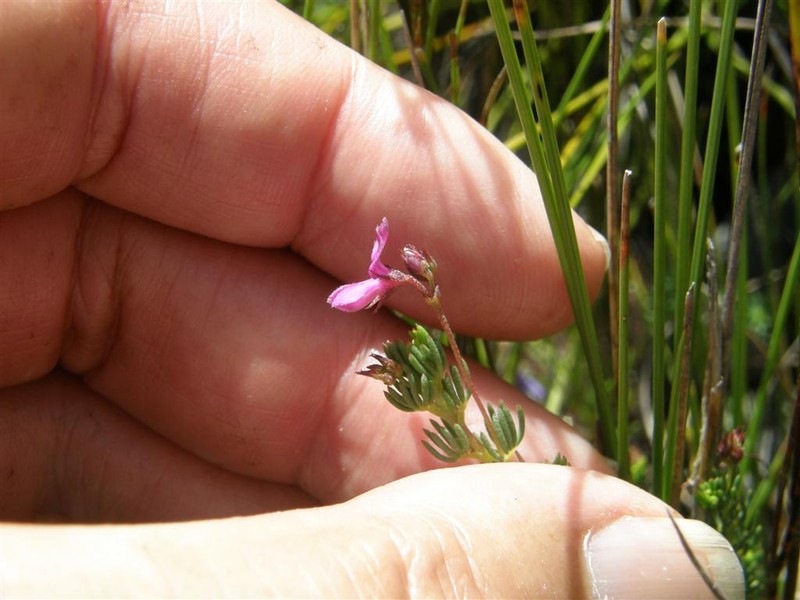 Indigofera quinquefolia