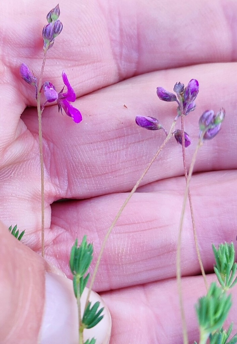 Indigofera quinquefolia photo 2