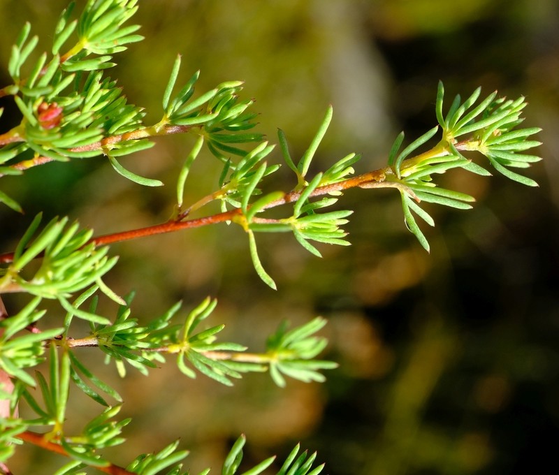 Indigofera quinquefolia photo 4