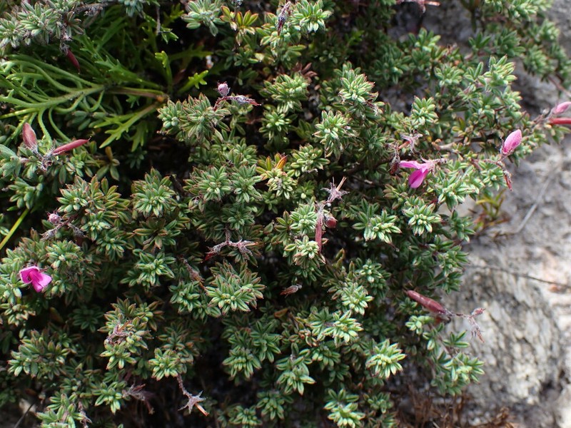 Indigofera quinquefolia photo 5
