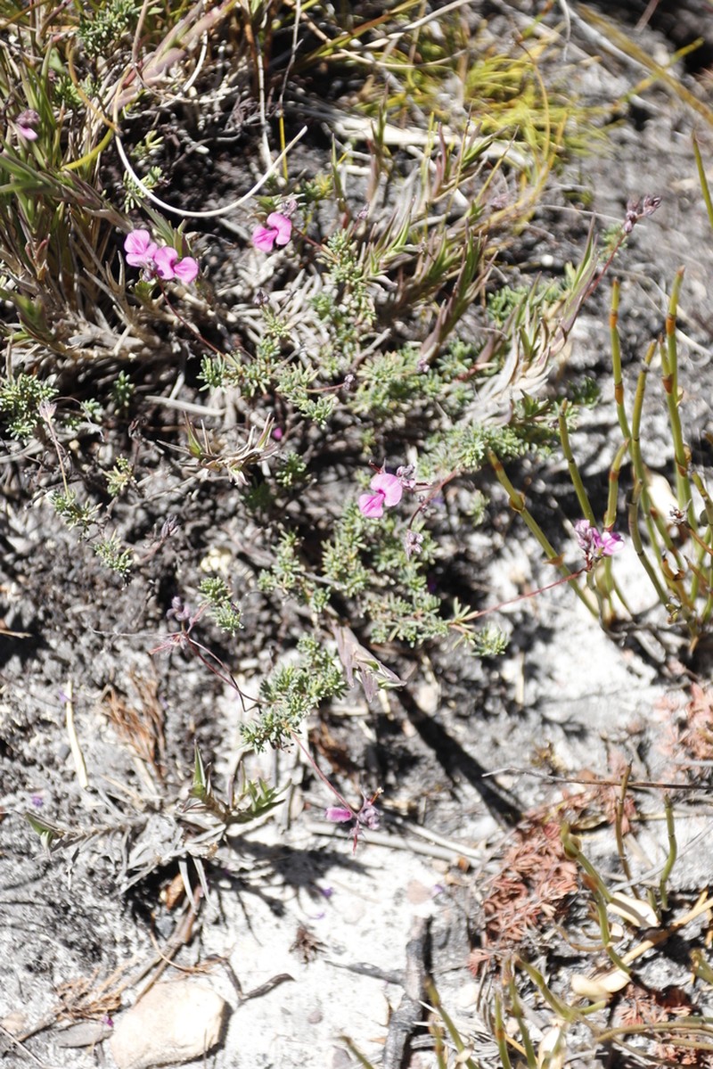 Indigofera quinquefolia photo 6