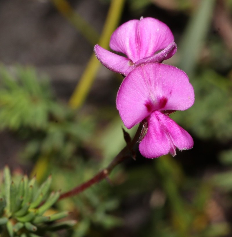 Indigofera quinquefolia photo 7