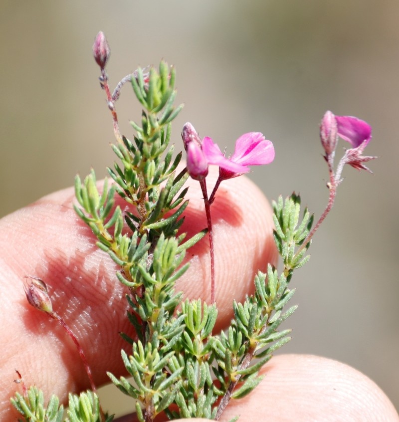 Indigofera quinquefolia photo 8