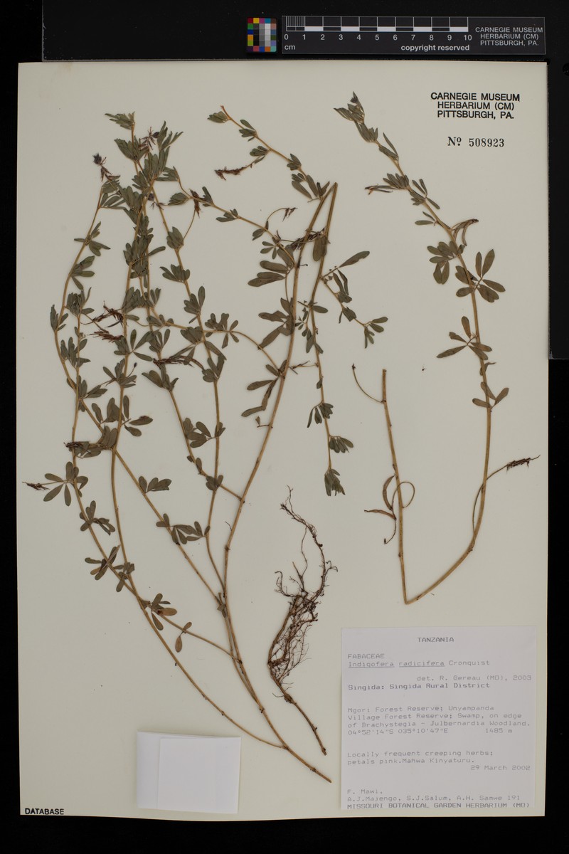 Indigofera radicifera