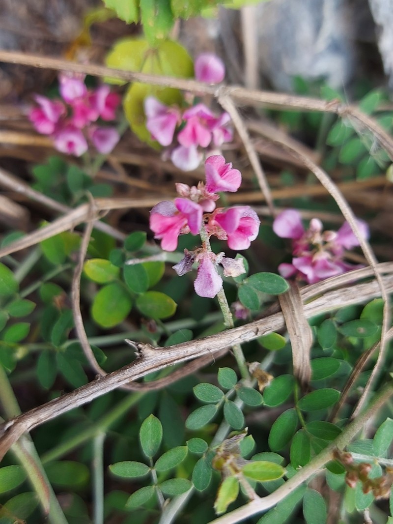 Indigofera ramulosissima