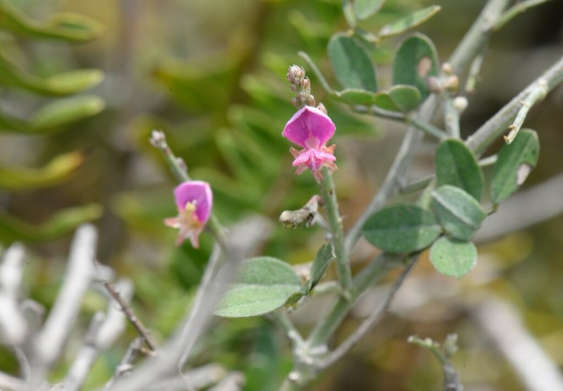 Indigofera ramulosissima photo 2