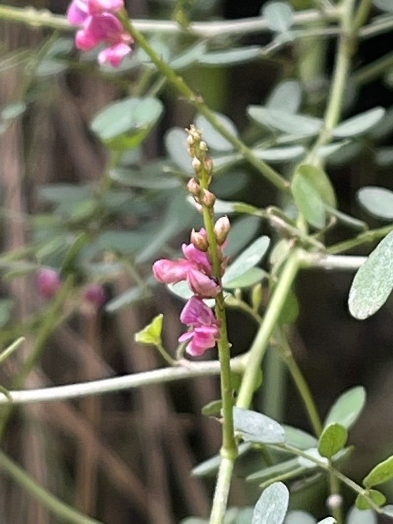 Indigofera ramulosissima photo 3