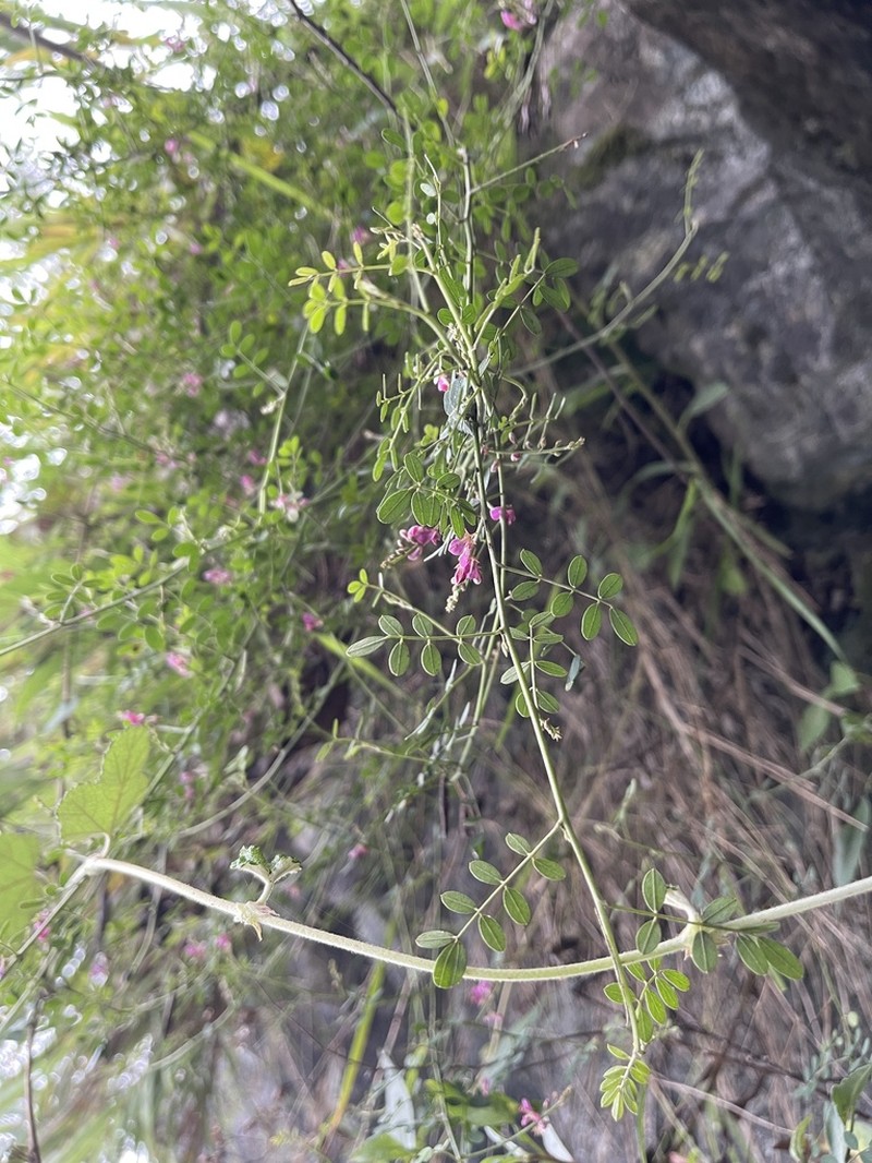 Indigofera ramulosissima photo 4