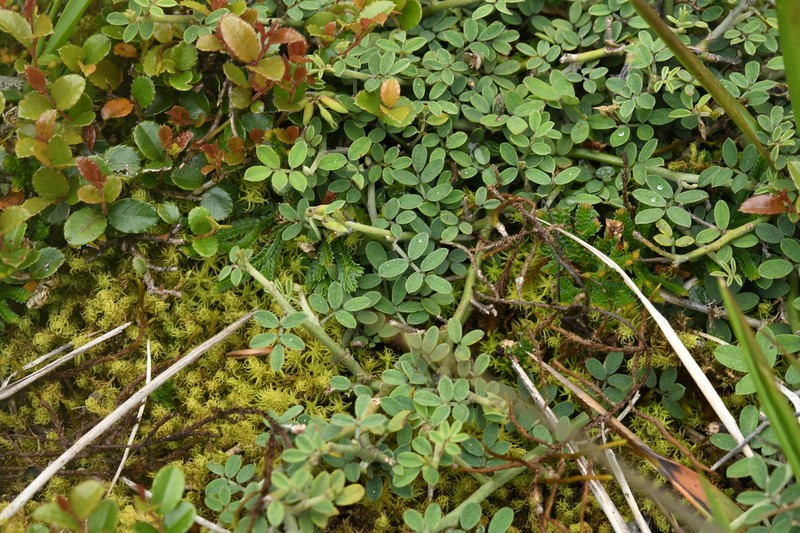 Indigofera ramulosissima photo 5