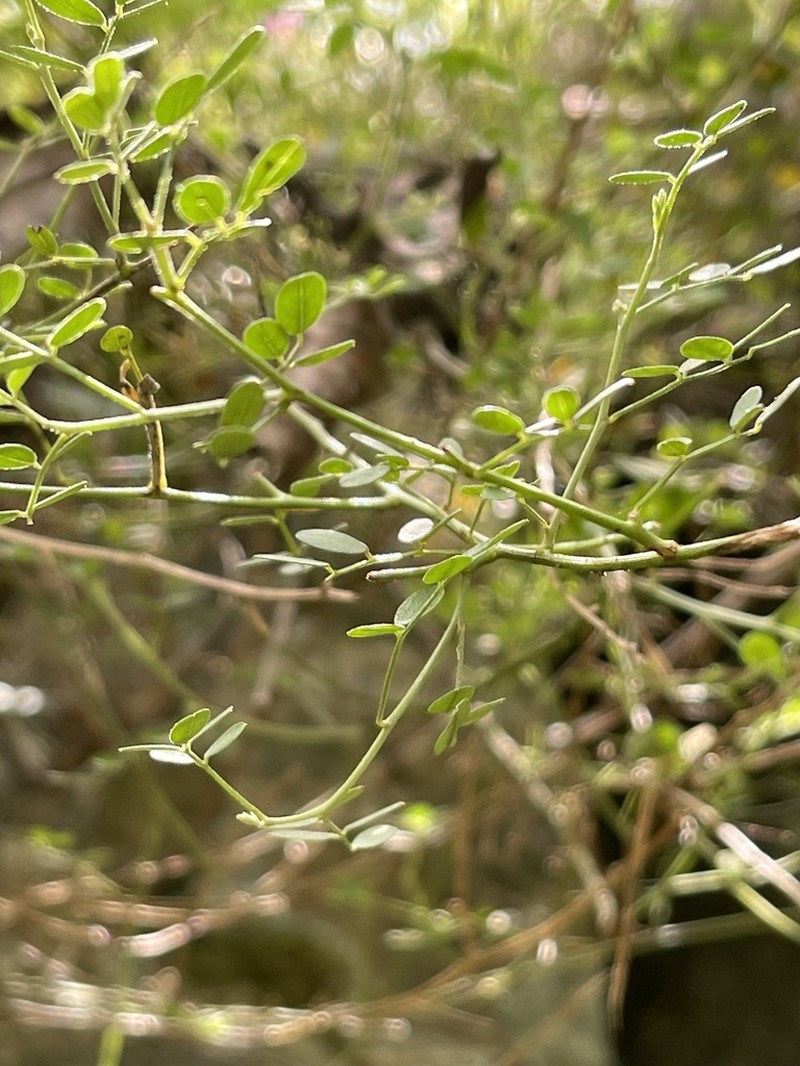 Indigofera ramulosissima photo 6