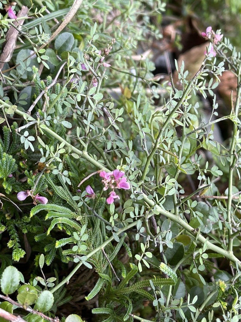 Indigofera ramulosissima photo 7
