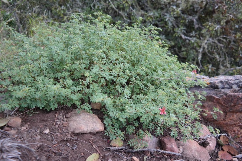 Indigofera reducta