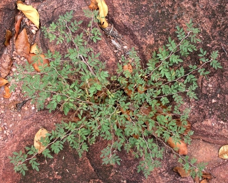 Indigofera reducta photo 2