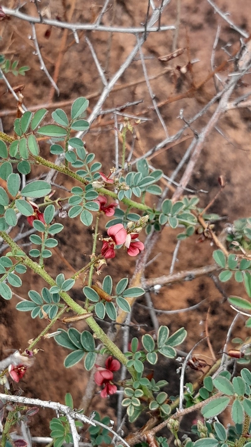 Indigofera reducta photo 3