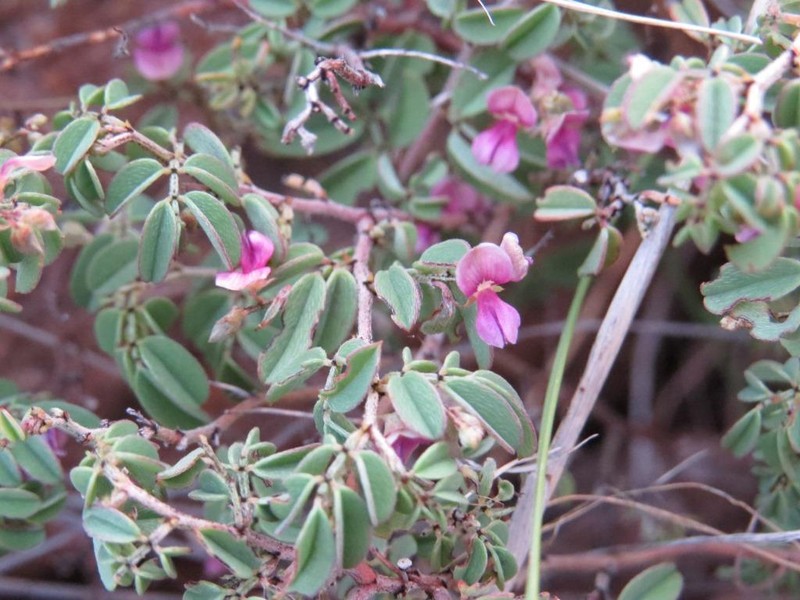 Indigofera reducta photo 4