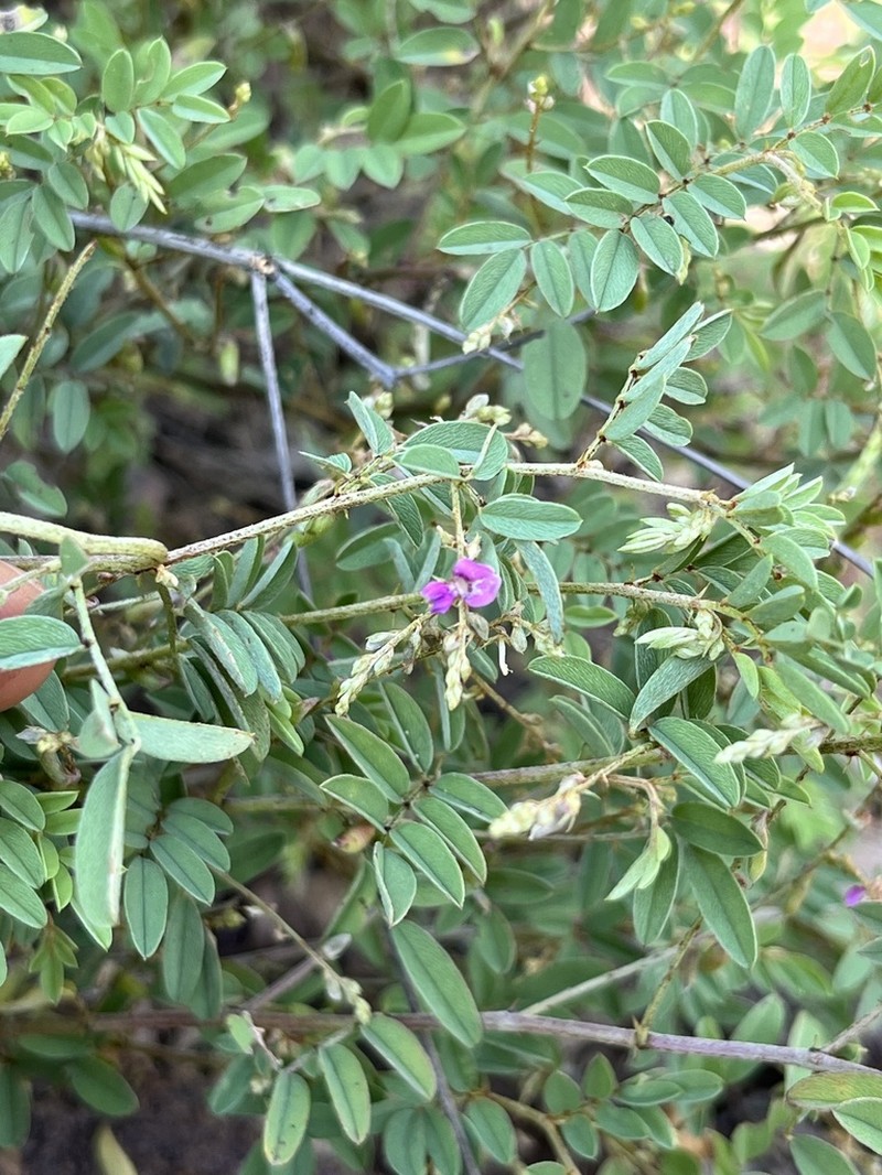Indigofera reducta photo 5