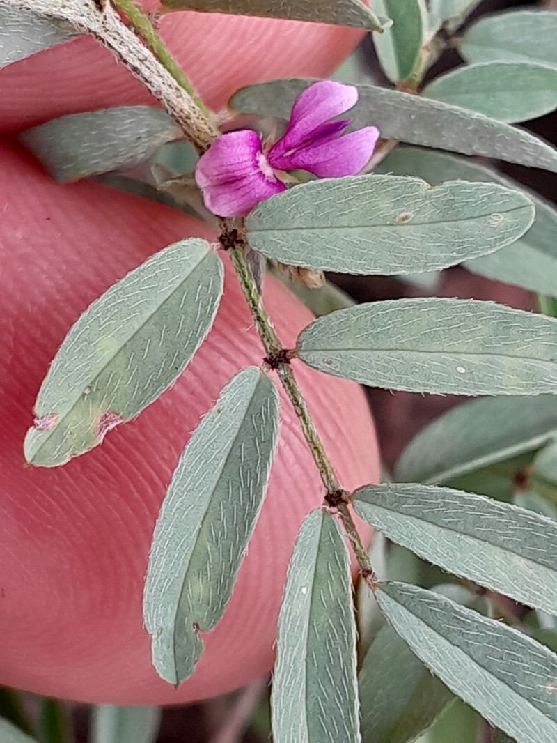 Indigofera reducta photo 6