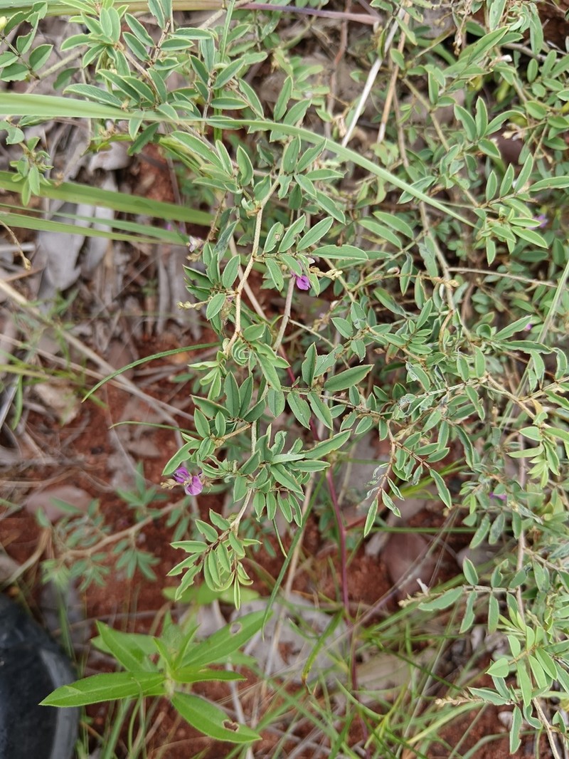 Indigofera reducta photo 7