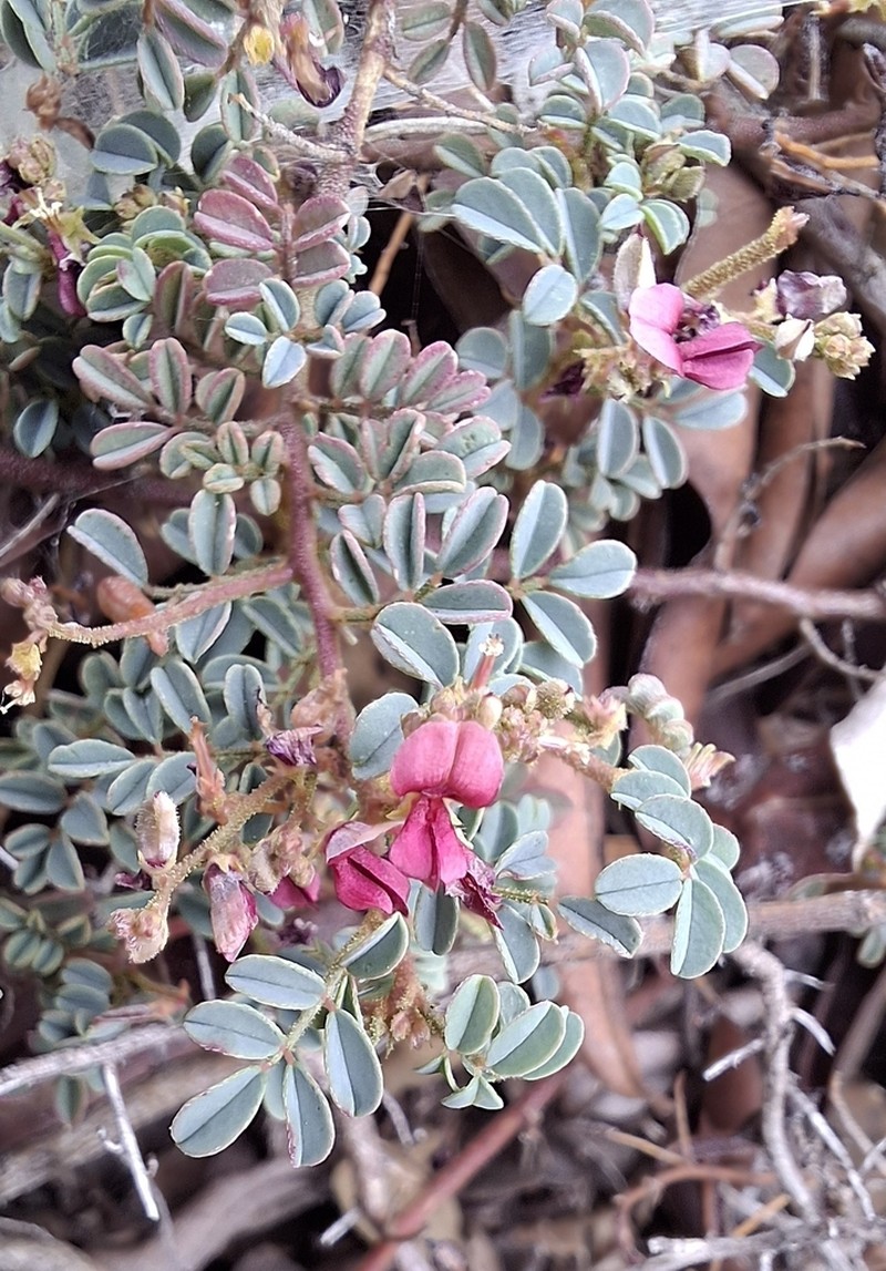Indigofera reducta photo 8