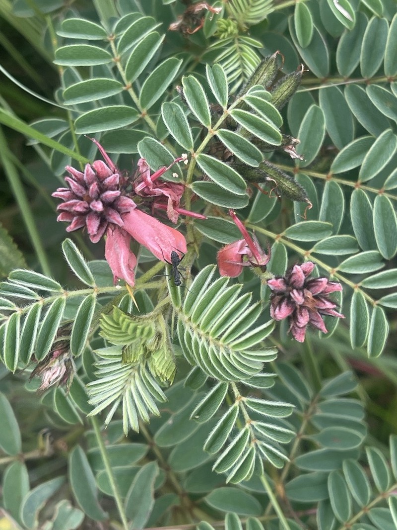 Indigofera rehmannii