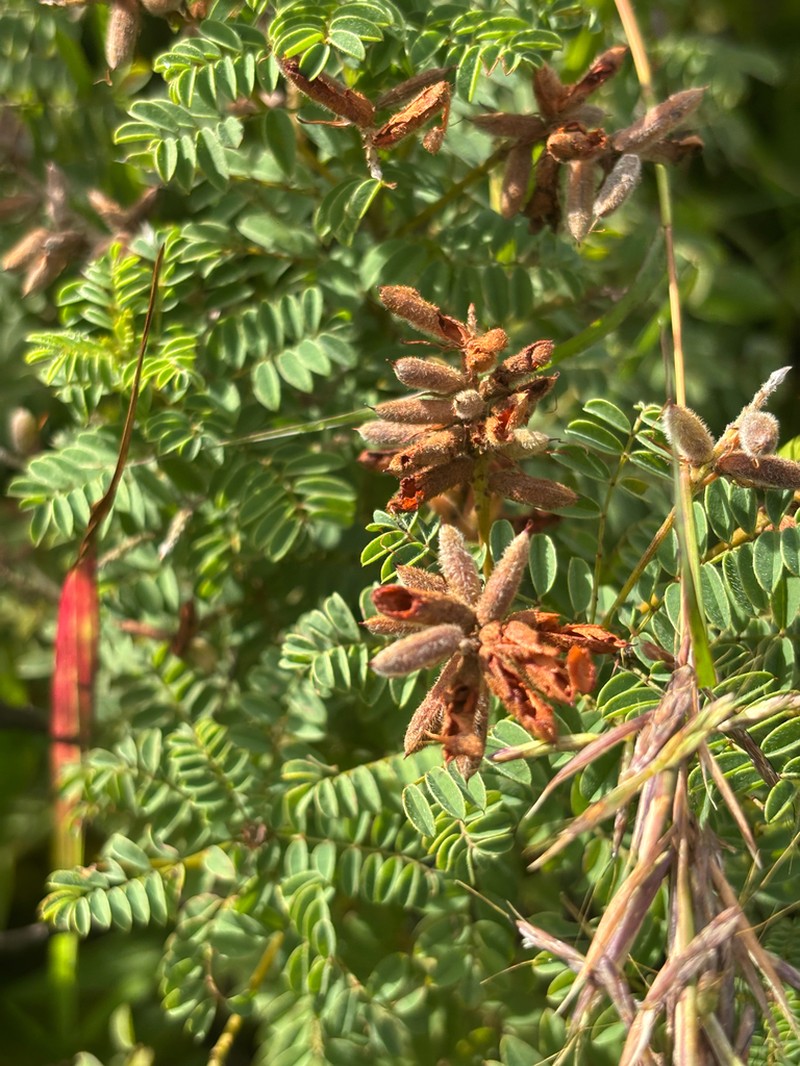 Indigofera rehmannii photo 2