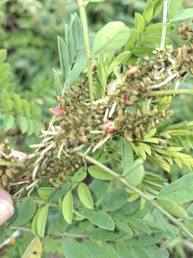Indigofera rehmannii photo 3