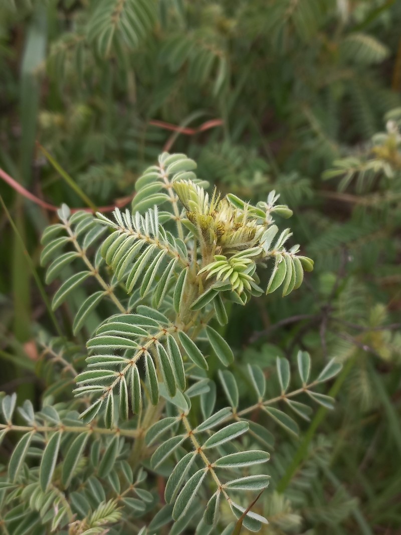 Indigofera rehmannii photo 4