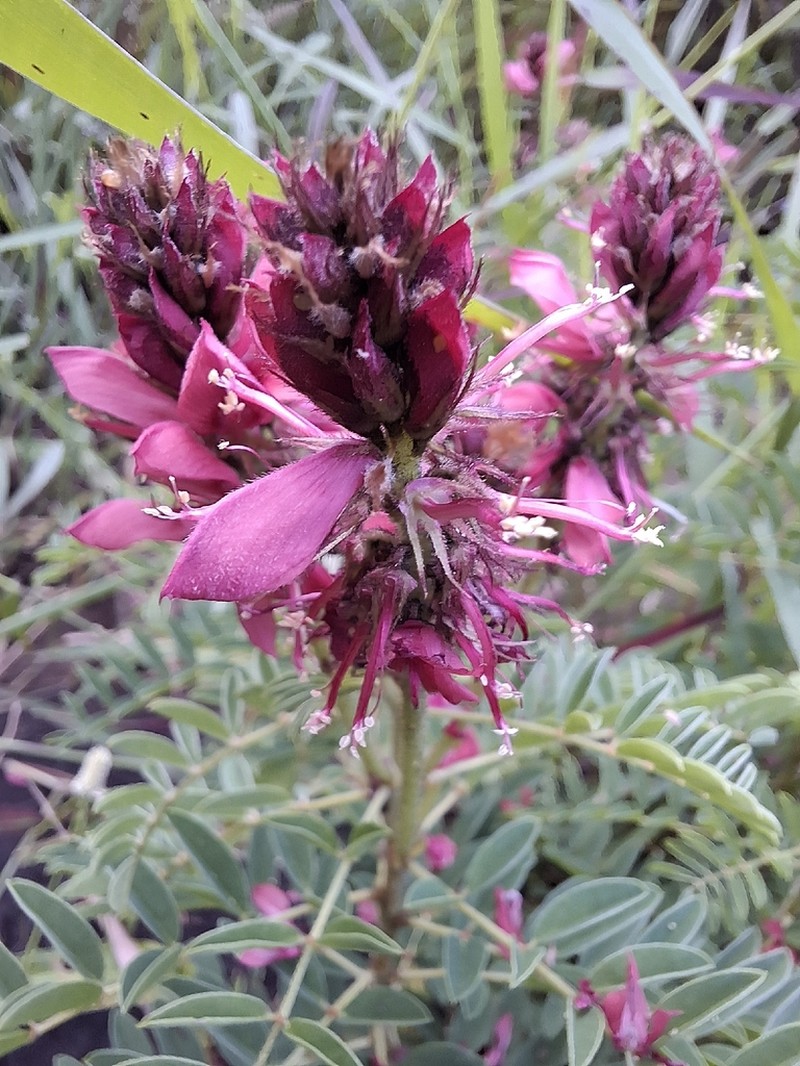 Indigofera rehmannii photo 5