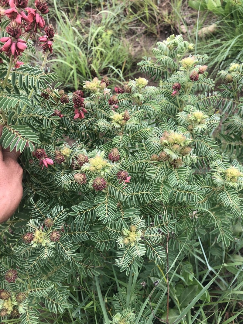 Indigofera rehmannii photo 6