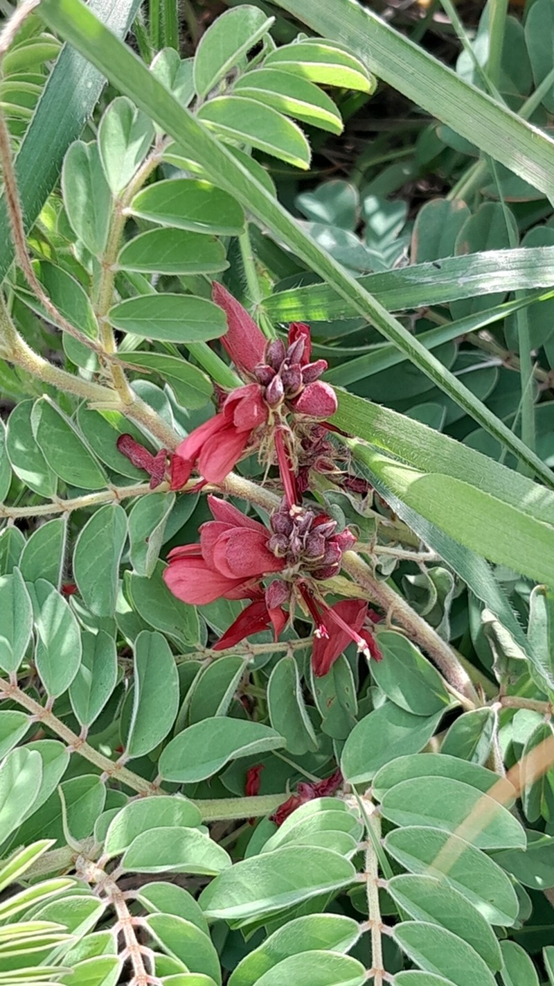 Indigofera rehmannii photo 7
