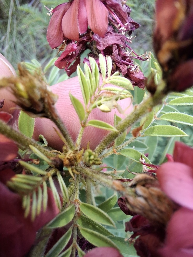 Indigofera rehmannii photo 8