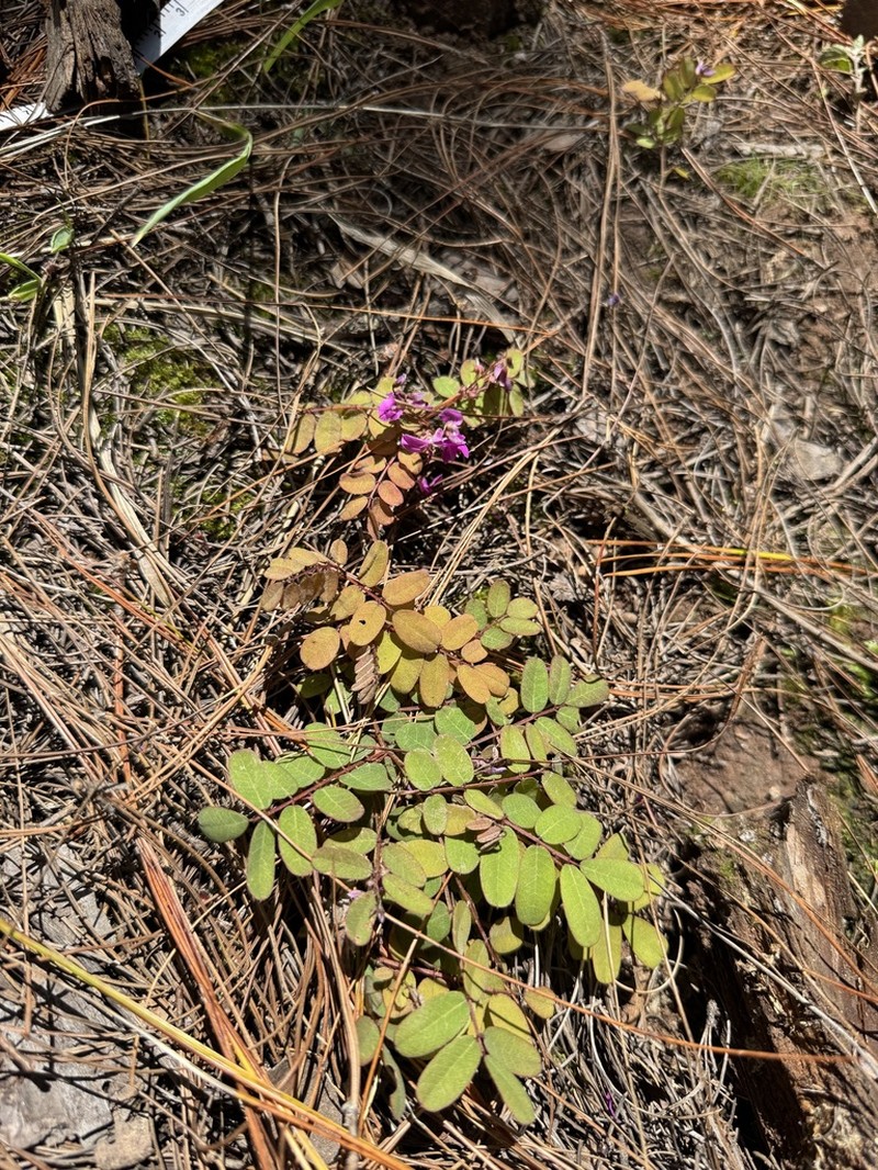 Indigofera reticulata