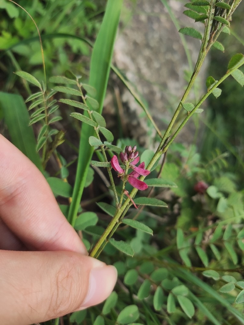 Indigofera reticulata photo 2