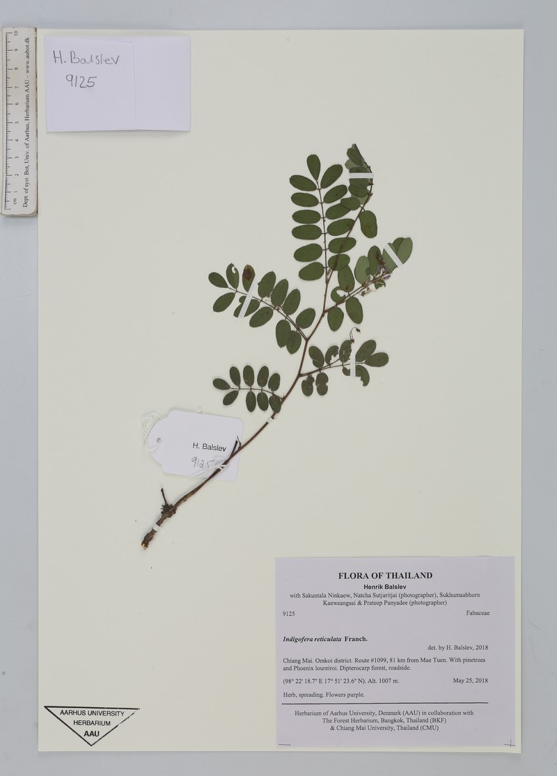 Indigofera reticulata photo 3