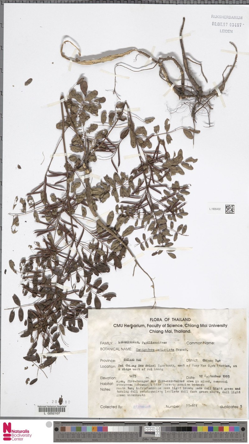 Indigofera reticulata photo 4